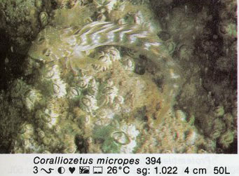 Coralliozetus micropes